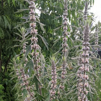 Motherwort Kraut in Kraut Garten or border
