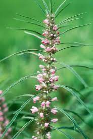 Chinese Motherwort Anbau in natürlich Kraut Garten setting