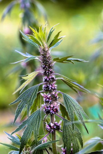 Motherwort Pflanze with pinkish-lavender Blumen and aromatic leaves