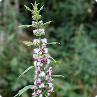 Motherwort Samen with Aussaat and germination instructions