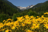 Mountain Arnica Samen with yellow blooming Blumen