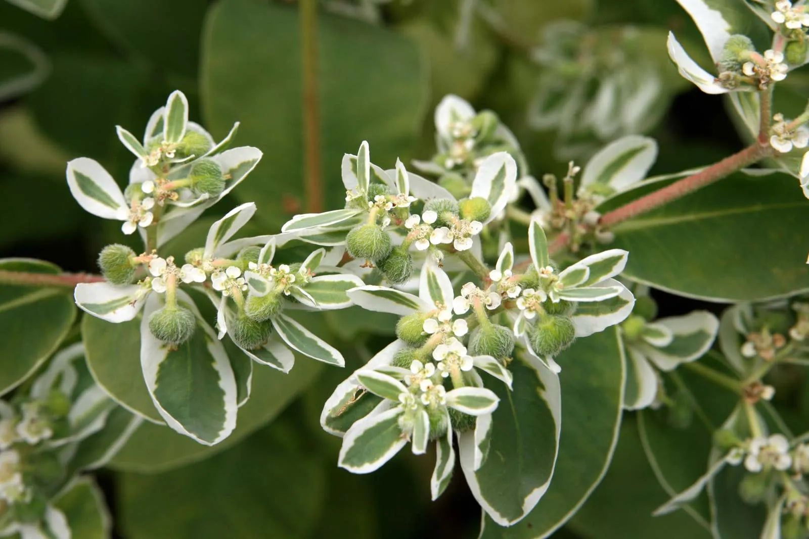 Grün Snow The Mountain Samen – Variegated Foliage zur Aussaat