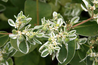 Grün Snow The Mountain Samen – Variegated Foliage zur Aussaat
