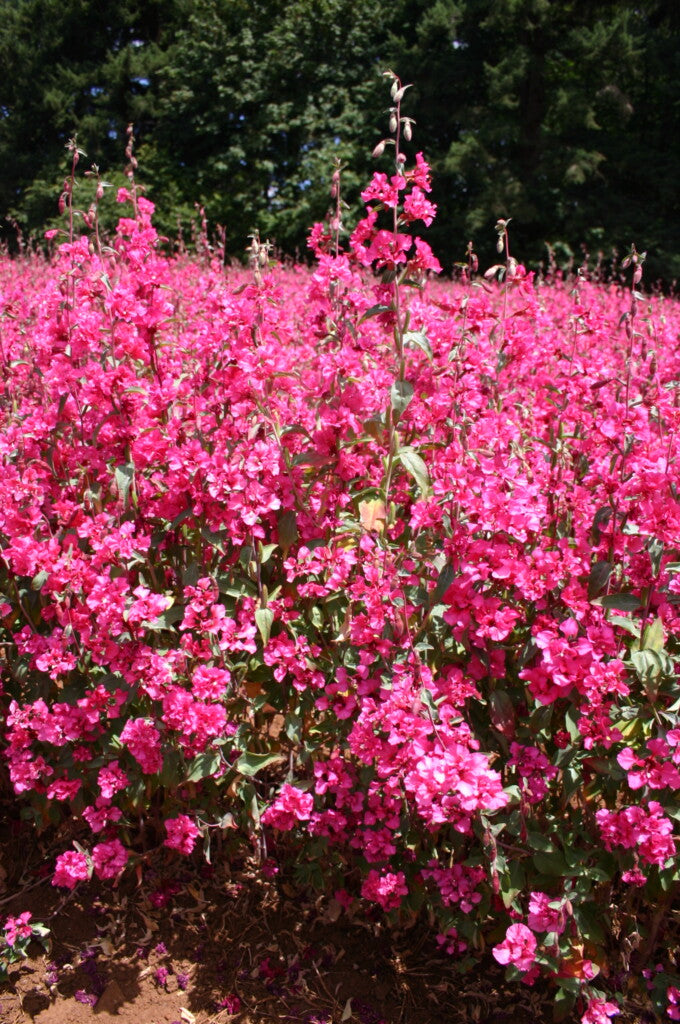 Rosa Clarkia Blumensamen zur Aussaat – kompakt Wuchs – Traditionssorte & ohne Gentechnik Samen Hausgarten