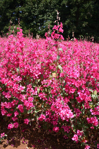 Rosa Clarkia Blumensamen zur Aussaat – kompakt Wuchs – Traditionssorte & ohne Gentechnik Samen Hausgarten