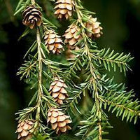 Mountain Hemlock trees in natürlich landscape