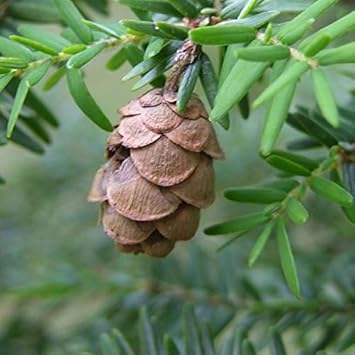 Mountain Hemlock Tree Samen for Aussaat