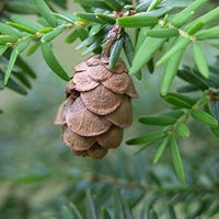 Mountain Hemlock Tree Samen for Aussaat