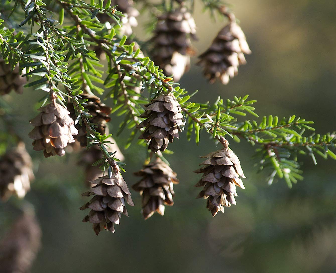 Young Mountain Hemlock tree Anbau in Garten