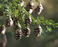Young Mountain Hemlock tree Anbau in Garten