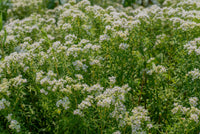 Mountain Mint Blumen attracting pollinators grown from Samen