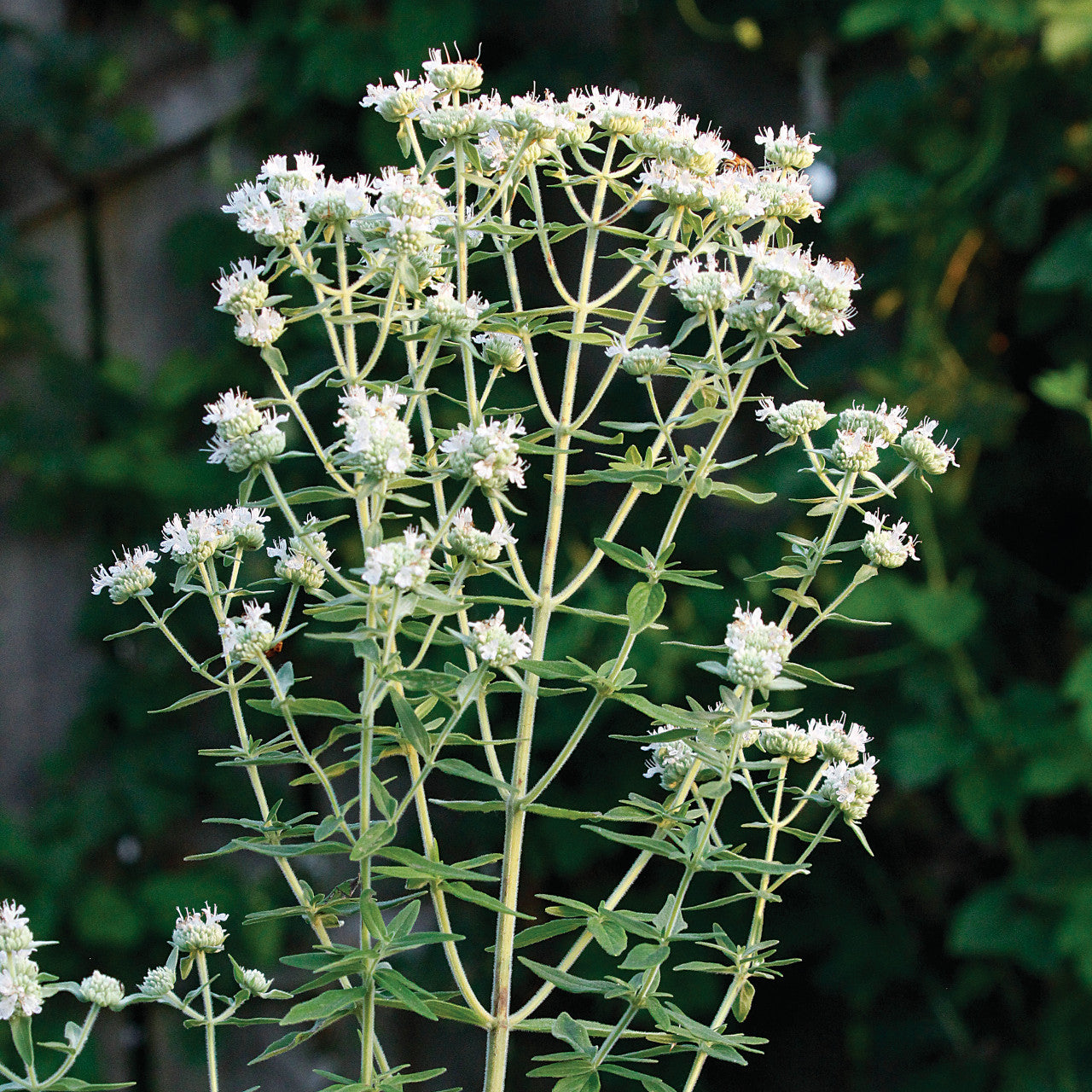Perennial Mountain Mint Pflanze grown from Samen