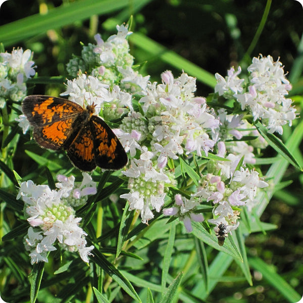 Mountain Mint Samen Pycnanthemum aromatic perennial Pflanze