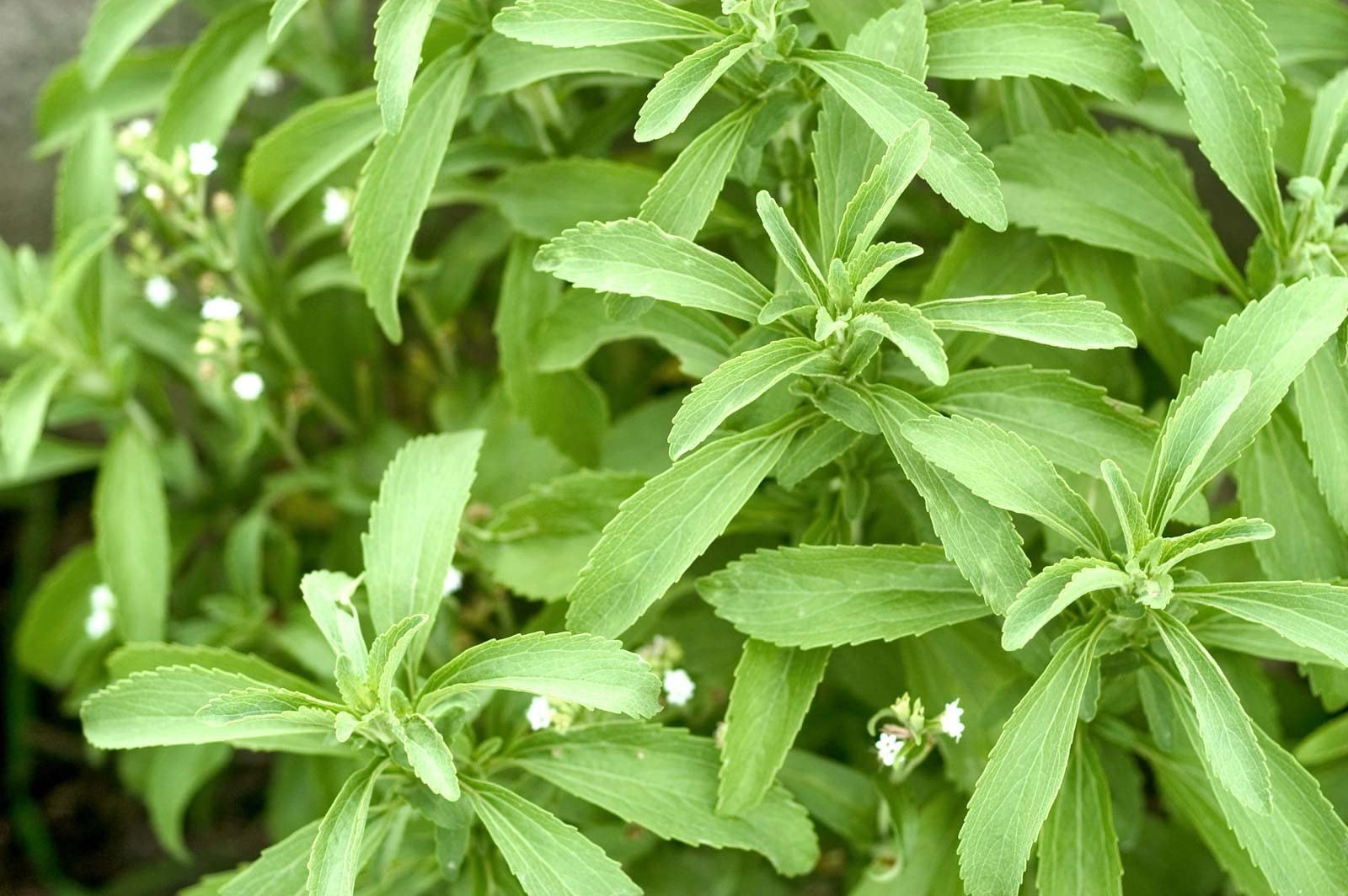 Mozzarella Basil grown from Samen thriving in patio containers
