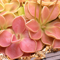 Mexican Butterwort Blumensamen zur Aussaat verschönert Garten