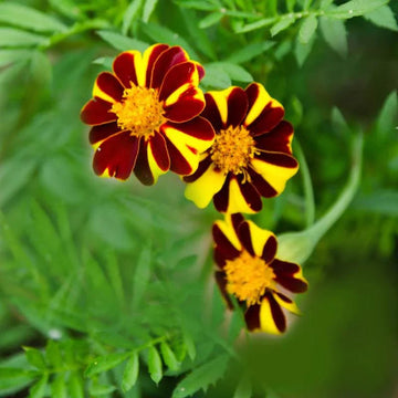 Marigold mr majestic blume samen for anpflanzung fragrant blossoms heirloom & gmo free samen for home garten 
 
 sale for anpflanzung in home garten