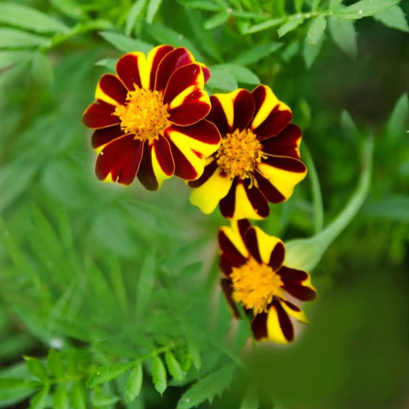 Marigold mr majestic blume samen for anpflanzung fragrant blossoms heirloom & gmo free samen for home garten 
 
 sale for anpflanzung in home garten