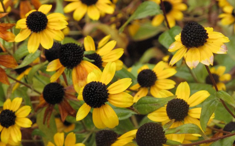 Gelb Sonnenhut Triloba Blumensamen zur Aussaat robust Sorte Traditionssorte & ohne Gentechnik Samen Hausgarten