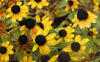 Gelb Sonnenhut Triloba Blumensamen zur Aussaat robust Sorte Traditionssorte & ohne Gentechnik Samen Hausgarten