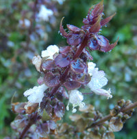 Mrihani Basil grown from Samen in containers and borders