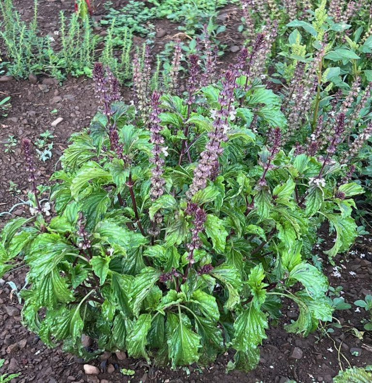 Mrihani Basil biologisch Samen Ocimum basilicum ornamental Kraut