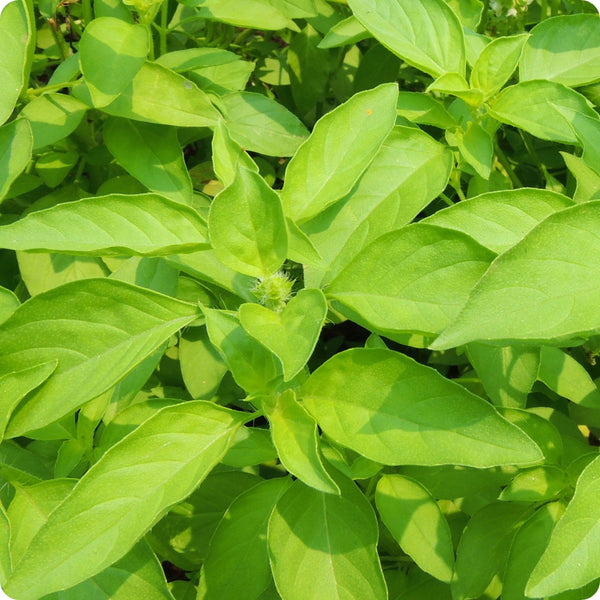 Mrs. Burns’ Zitrone Basil Samen Ocimum basilicum Anbau as aromatic green Pflanzen