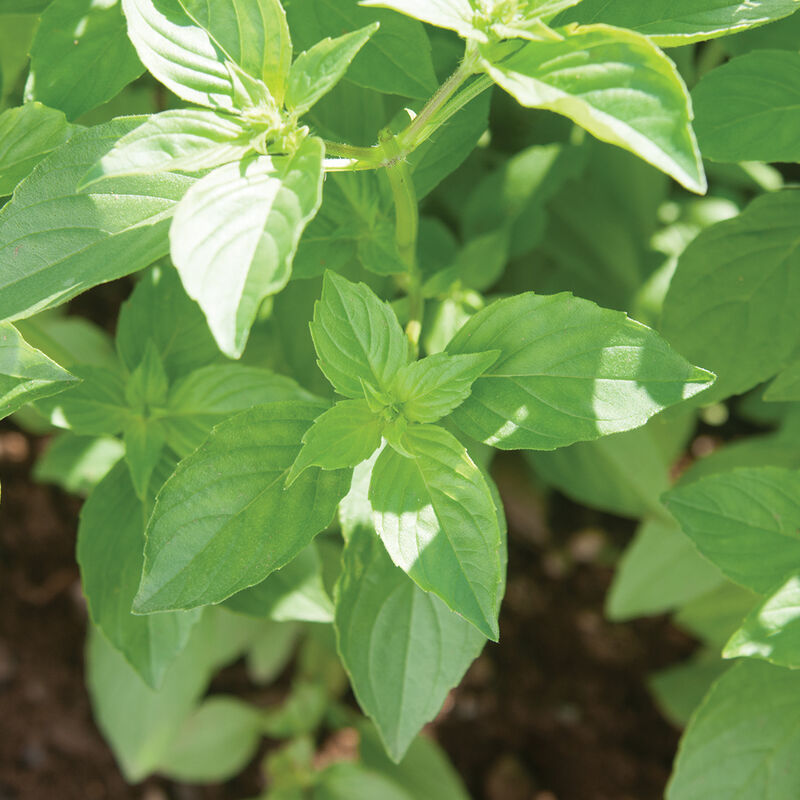 Zitrone Basil Blumen attracting pollinators grown from Mrs. Burns’ Samen*