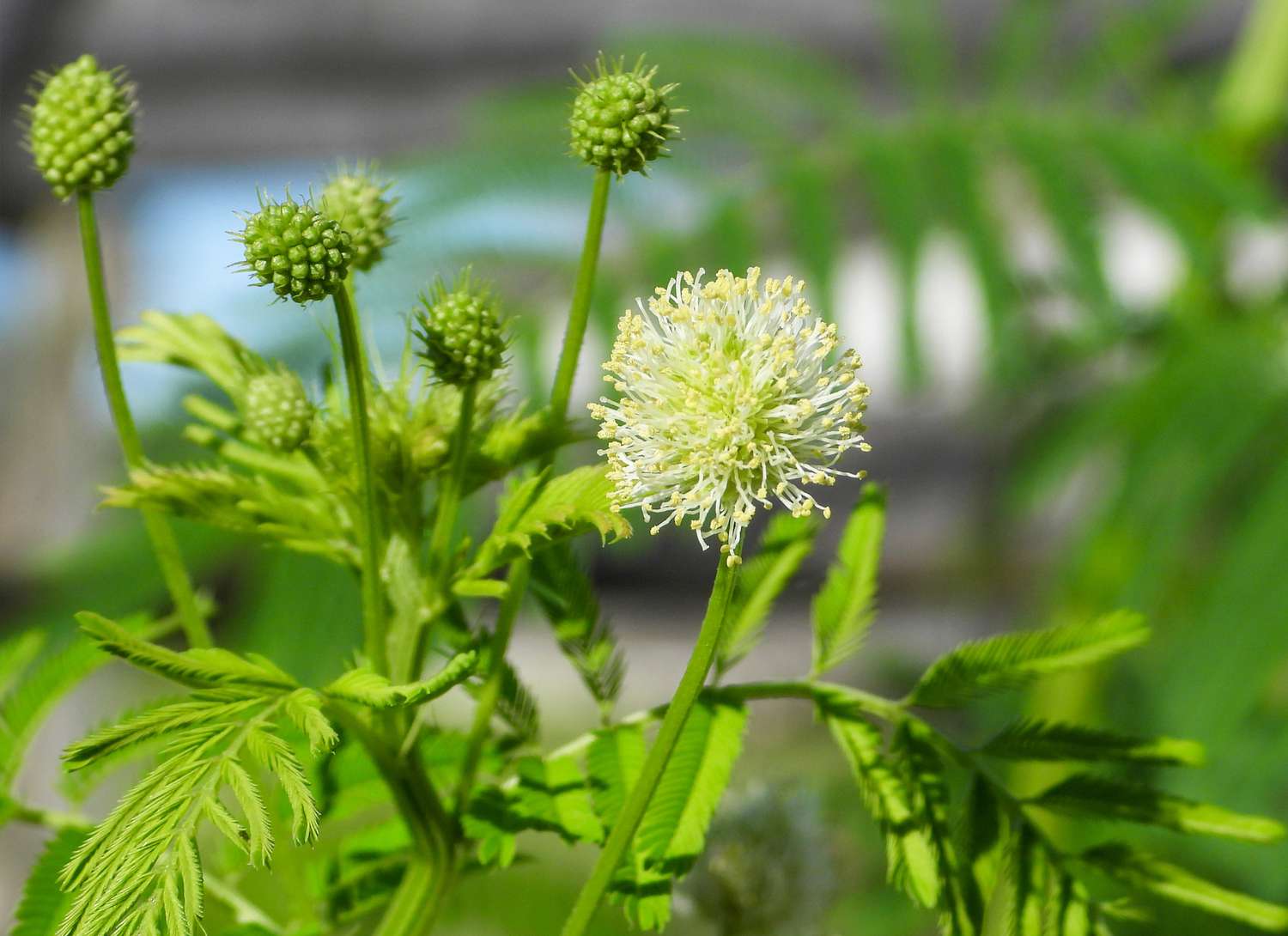 Gelb Illinois BundleFlower Samen zur Aussaat – leuchtend – Traditionssorte & ohne Gentechnik Samen Hausgarten