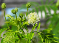 Gelb Illinois BundleFlower Samen zur Aussaat – leuchtend – Traditionssorte & ohne Gentechnik Samen Hausgarten