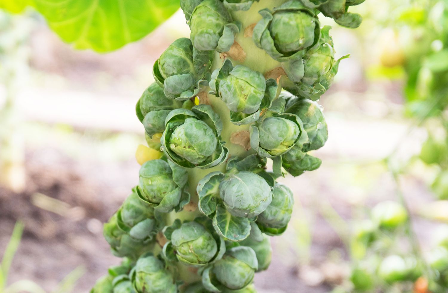 Brussels Sprouts Gemüsesamen - Easy Planting