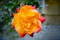 Gelb Rot kletternd Rose ohne Gentechnik Traditionssorte Garten Samen Blumensamen zur Aussaat – leuchtend – Traditionssorte & ohne Gentechnik Samen Hausgarten
