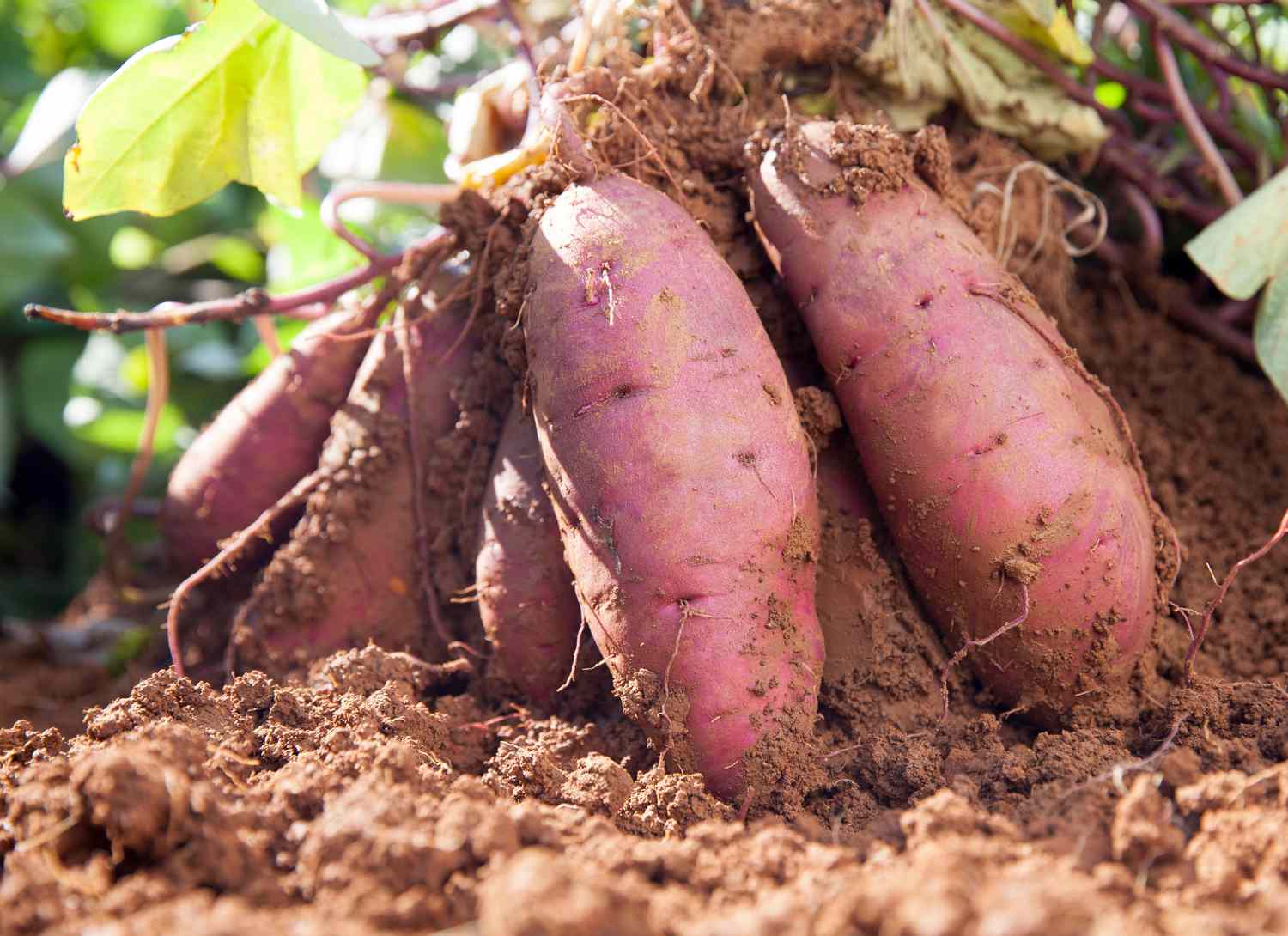 Gelbe süße potato gemüse samen für aussaat - grow your own nutrient-rich harvest