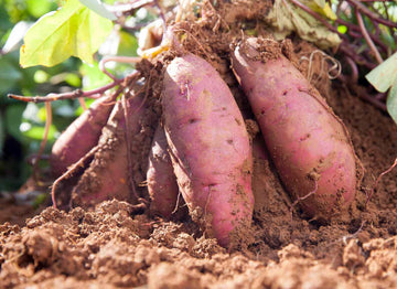 Gelb Süßkartoffel Gemüse Planting Samen