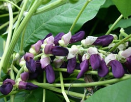 Velvet Bean Samen zum Pflanzen - Grow Your Own Gemüses
