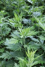 Yellow and Red Mugwort Blume Clusters Blooming in Summer