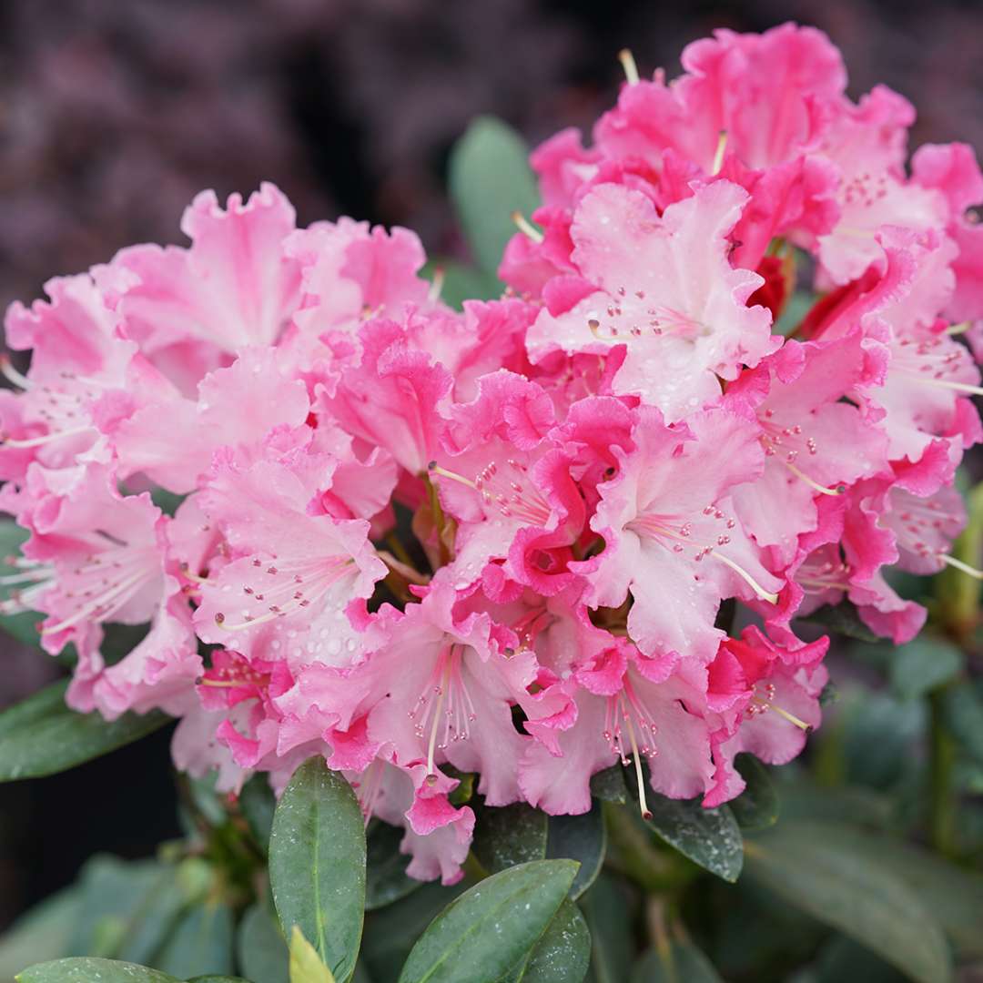Rhododendron blume samen vibrant multi-color