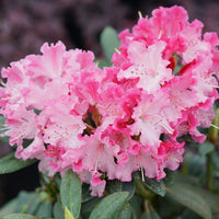 Rhododendron blume samen vibrant multi-color
