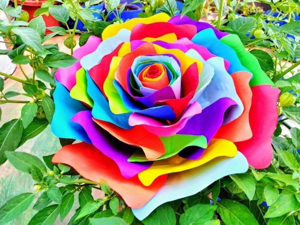 Multi-color rose samen for anpflanzung vibrant garten roses