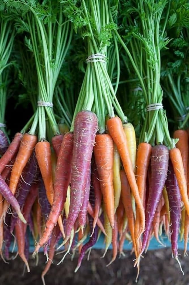 Daucus carota multi-colored carrot samen für aussaat in gemüse patch and garten