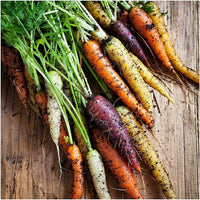 Multi-colored carrot pflanzen wachsend in a home gemüse garten