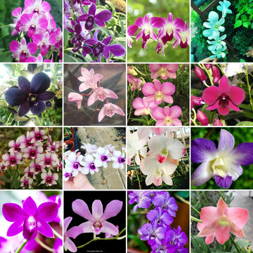 Multi-colored dendrobium blume samen for anpflanzung