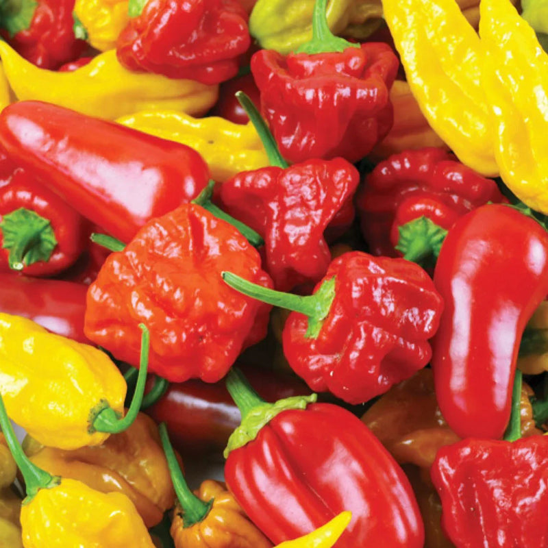 Multi-colored penis chili samen für aussaat
