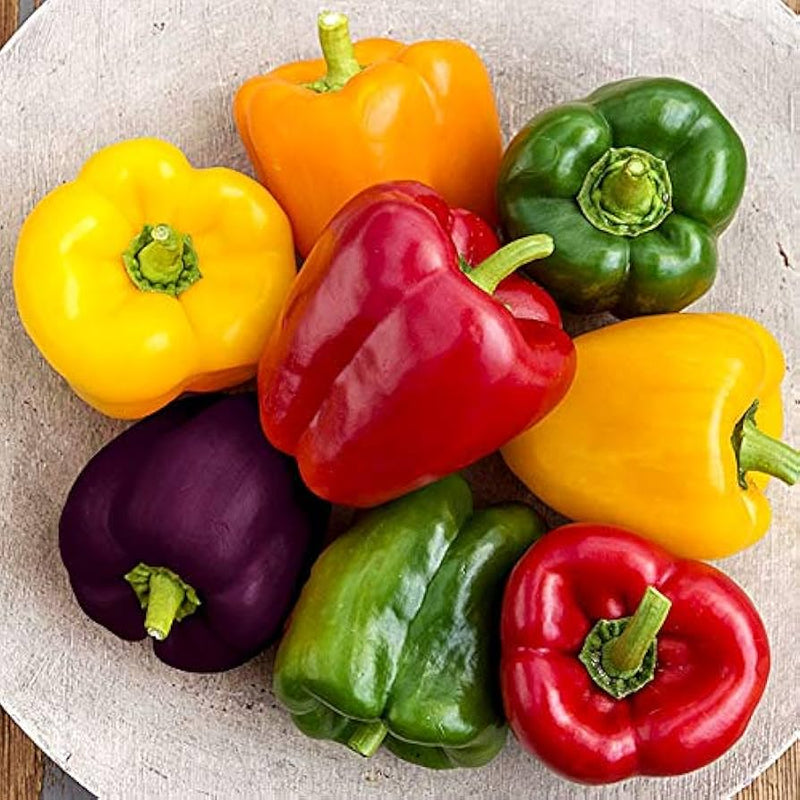 Healthy multi-colored pepper pflanzen wachsend in full sun