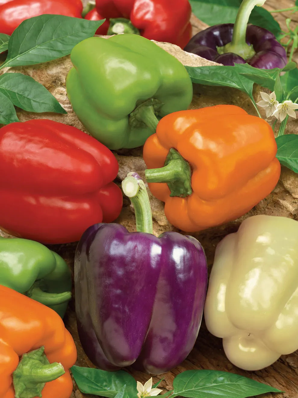 Multi-colored pepper pflanzen thriving in raised garten beds