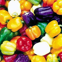 Non-gmo multi-colored pepper samen für aussaat in home gardens