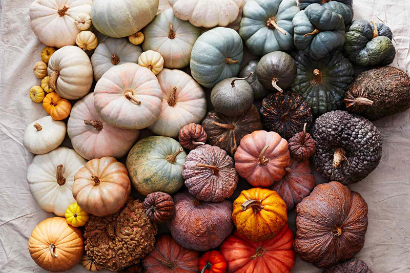Multi colored pumpkin samen für aussaat