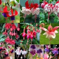Multi-colour fuchsia blume samen for anpflanzung