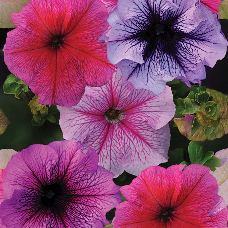Multi-flowered double-petal petunia samen for anpflanzung