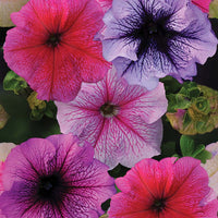 Multi-flowered double-petal petunia samen for anpflanzung