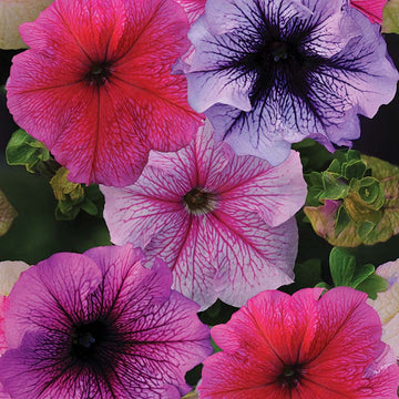 Multi-flowered double-petal petunia samen for anpflanzung
